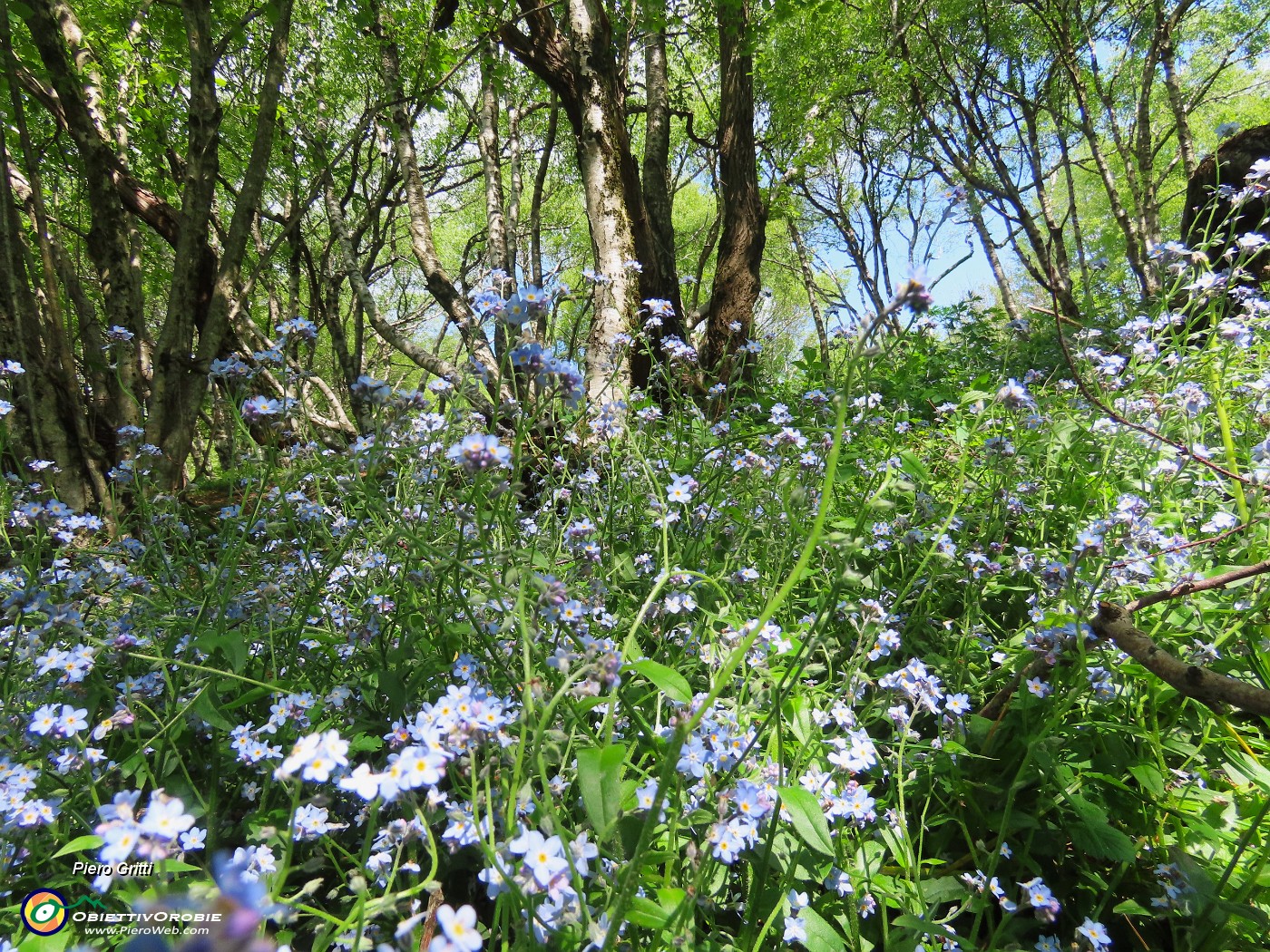 26 Fiori di Myosotis (Nontiscordardimè) in betulleto.JPG